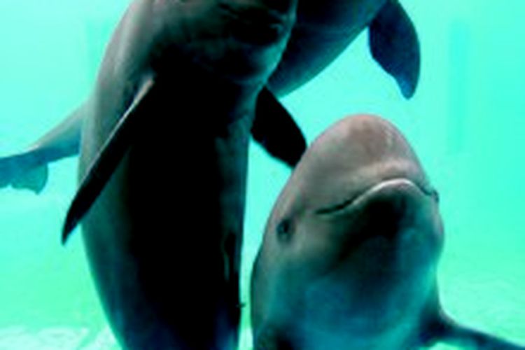 Lumba-lumba tanpa sirip hidup di Sungai Yangtze, China.