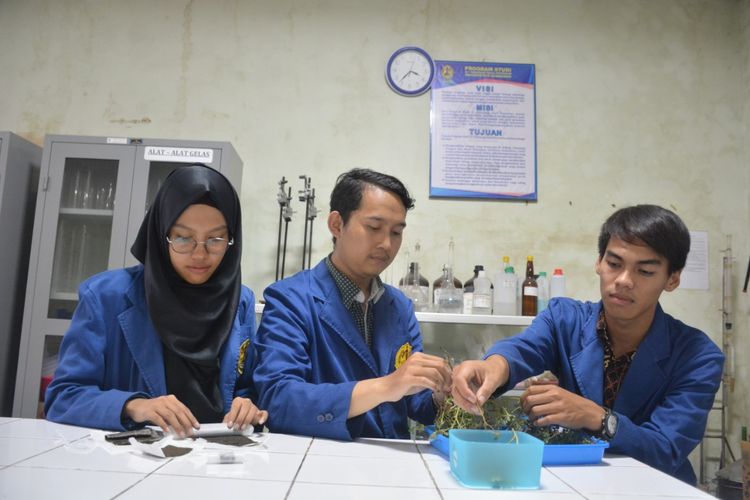Anandya Selfana Prastikasari bersama kedua rekannya Aulia Rifan Putra Nugraha dan Joko Rusmianto menjadikan penemuan sayuran krokot menjadi permen sebagai bahan penelitian skripsi yang dilakukan sejak bulan Oktober 2019 hingga Januari 2020.