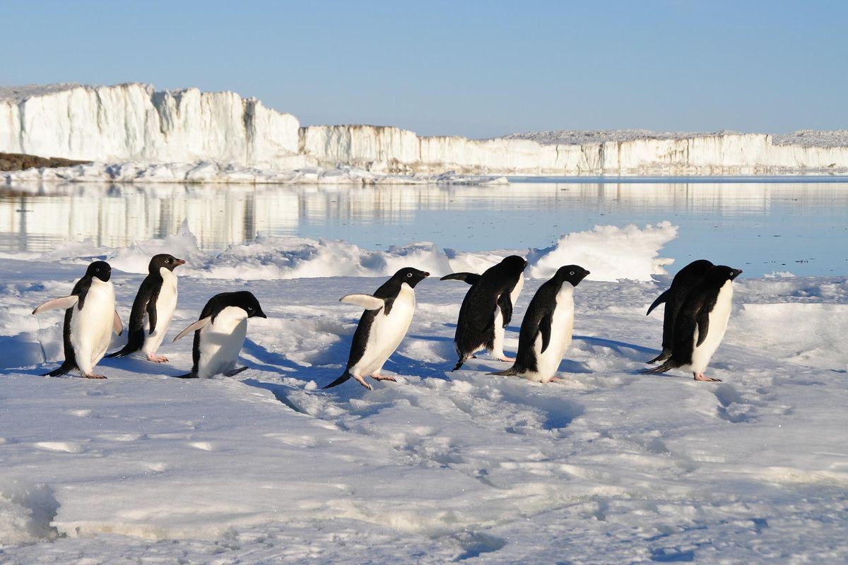 Penguin beradaptasi untuk bertahan dalam lingkungan yang sangat dingin. Penguin adalah burung tak bisa terbang yang memiliki cara berjalan yang unik. Cara penguin berjalan seperti bergoyang.
