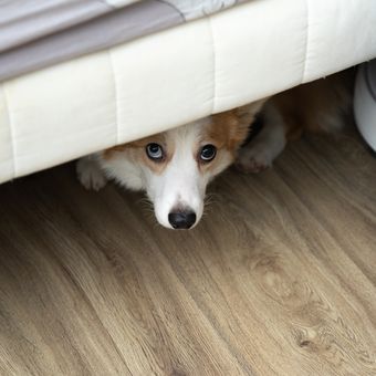 Ilustrasi anjing bersembunyi di kolong tempat tidur.