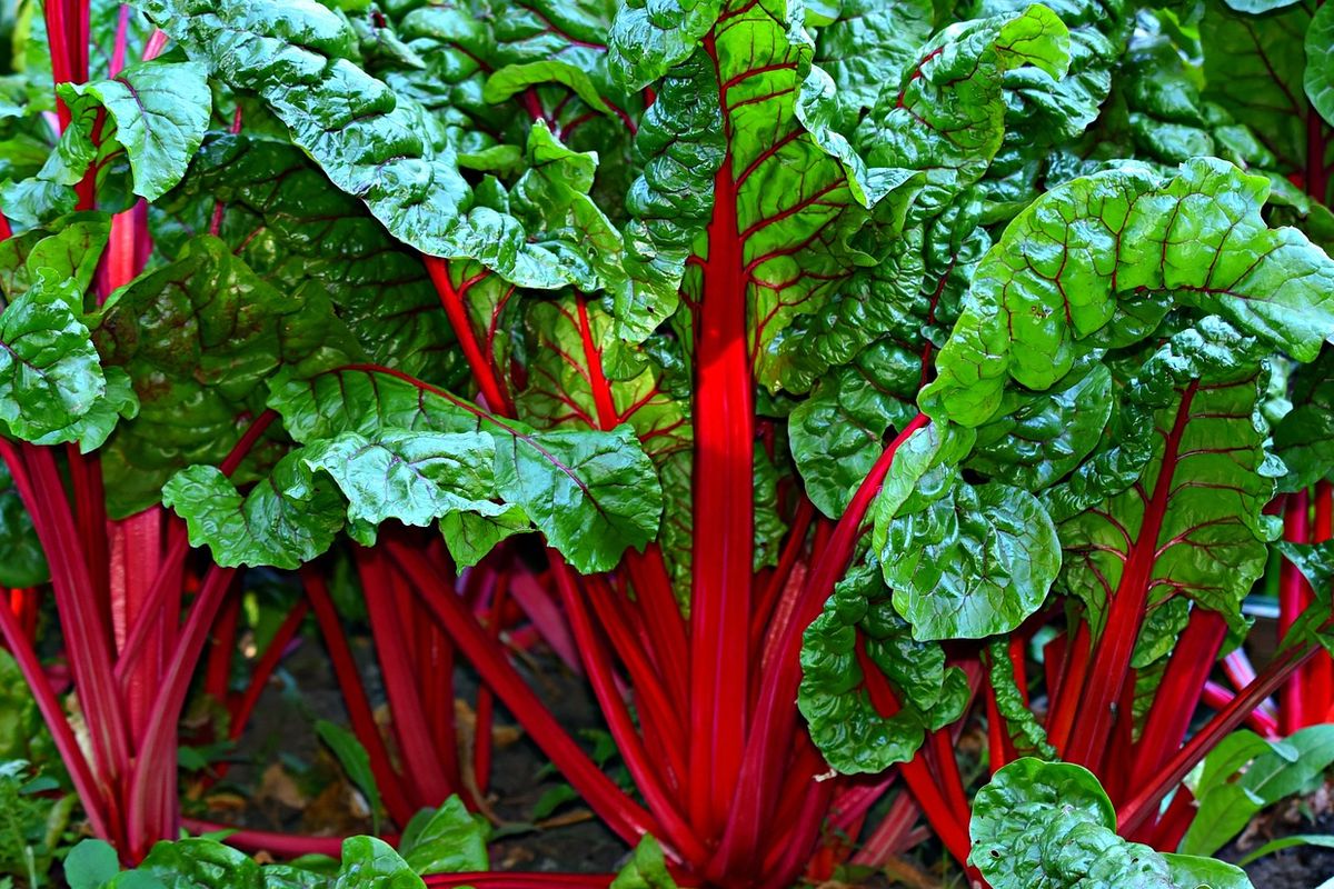 Ilustrasi sayuran Swiss Chard.