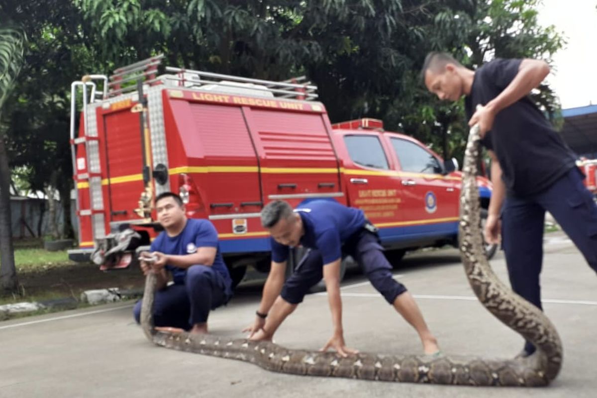 Petugas pemadam kebakaran mengevakuasi ular sanca sepanjang 7 meter di Muar Baru, Penjaringan, Jakarta Utara pada Rabu (1/2/2023). 