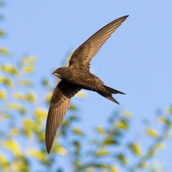 Ilustrasi burung common swift. 