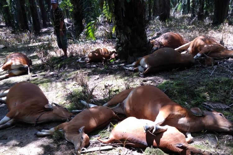 10 ekor sapi milik warga pedalaman Nunukan Kaltara, ditemukan mati bergerombol di tengah kebun sawit PT KHL diduga akibat keracunan 