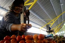 Musim Hujan Harga Tomat di Parepare Rp 1.000 Per Buah
