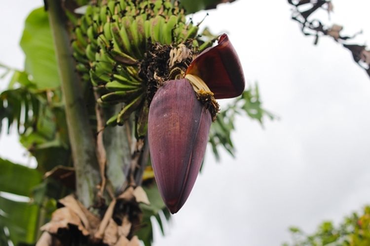 Jantung pisang yang bermanfaat untuk tanaman