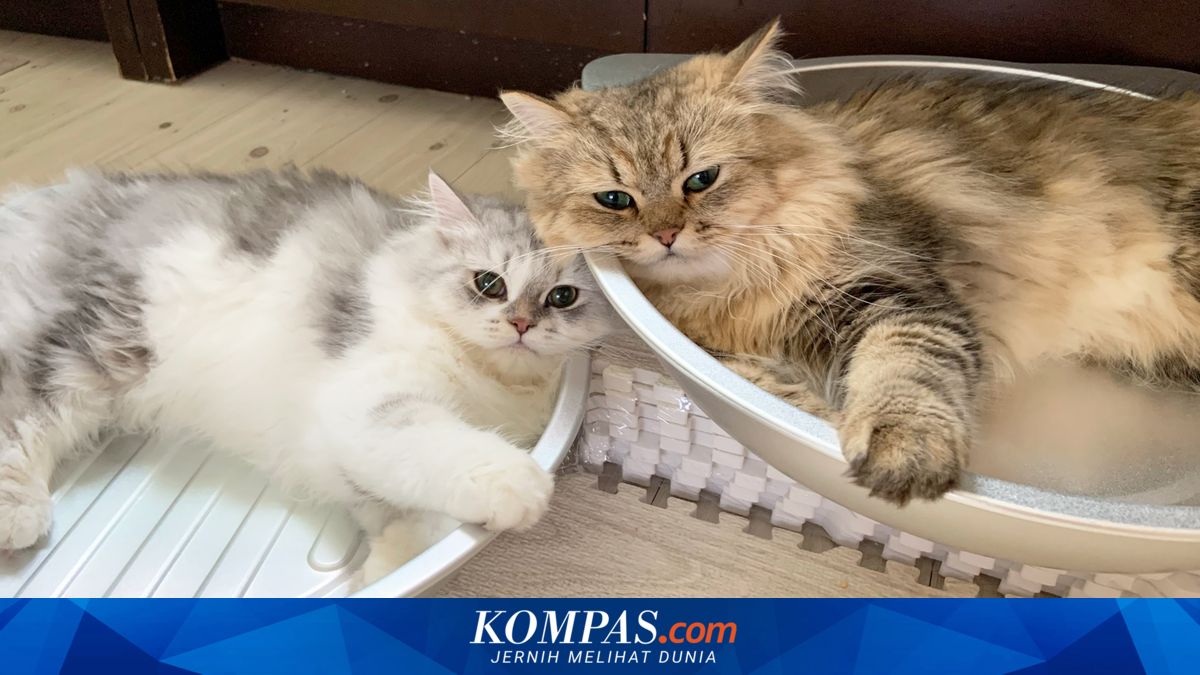 Berapa Lama Masa Hidup Kucing? Ini Rata-rata Usianya
