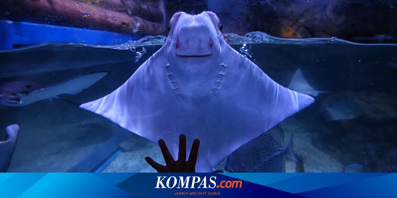 Beli 1 Gratis 1 Tiket Promo Bali Safari Hingga Jakarta Aquarium Halaman All Kompas Com