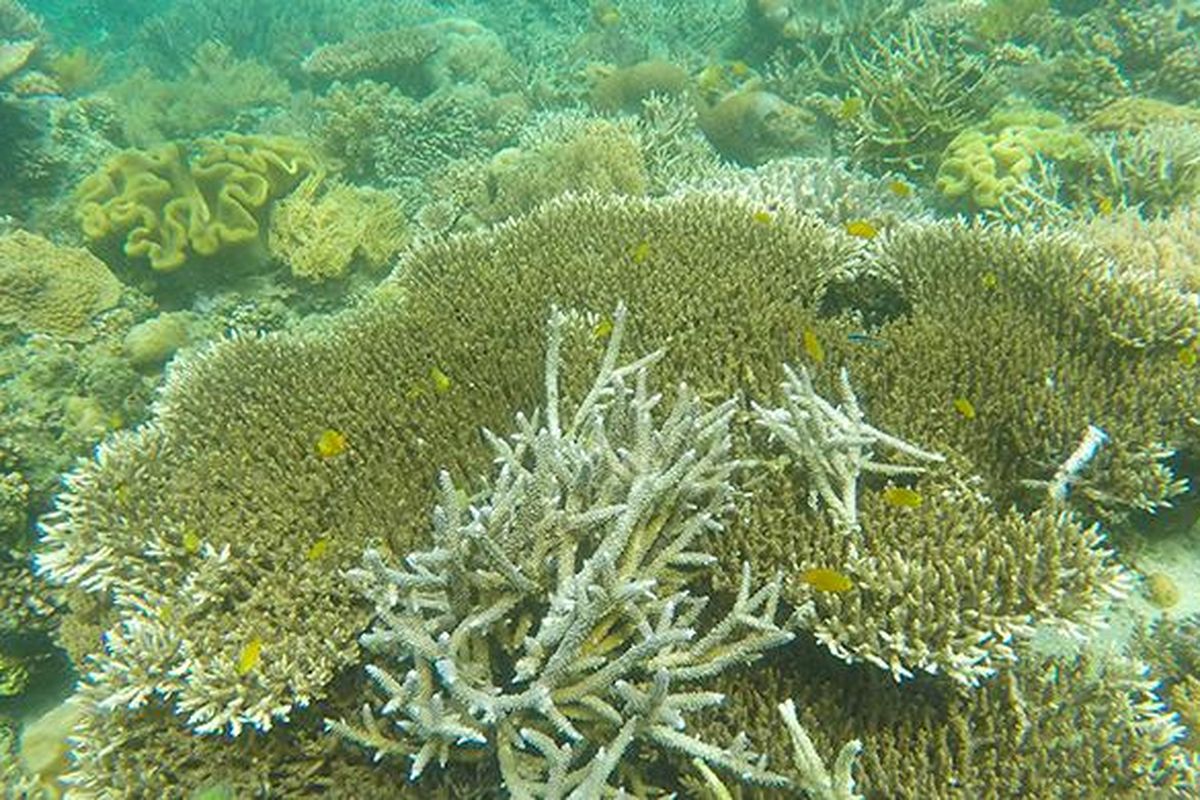 Lanskap terumbu karang di Pulau Dua, Desa Kampangar, Kecamatan Balantak , Kabupaten Banggai, Provinsi Sulawesi Tengah, Minggu (4/12/2016). Di Pulau Dua terkenal dengan wisata pantai dan spot menyelam terbaik di Banggai.