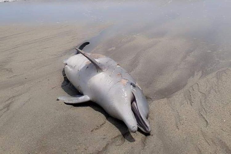Terdamparnya lumba-lumba di pantai Muara Upu 'baru pertama kali terjadi'