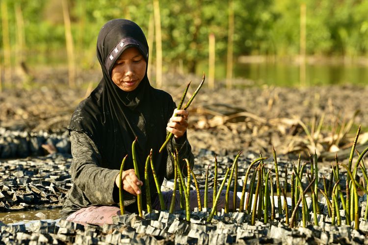 Ilustrasi seorang perempuan menanam mangrove.