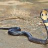 Tak Cuma Mematikan, Ketahui Fakta Mengejutkan dari Ular Cobra 