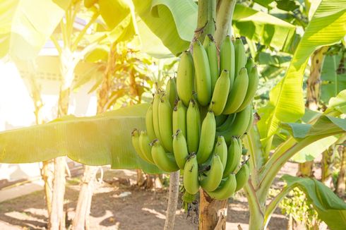 Inilah 6 Cara Agar Pohon Pisang Cepat Berbuah