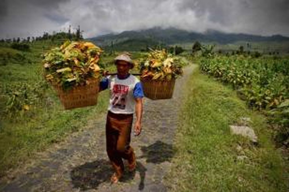 Petani memikul hasil panenan daun tembakau di Dusun Lamuk Gunung, Kelurahan Legoksari, Kecamatan Tlogomulyo, Temanggung, Jawa Tengah, Rabu (22/9/2010).
