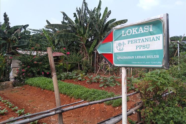 Sebuah plang yang menunjukkan bahwa kebun sayur itu dikelola petugas PPSU dipasang di Jalan Karang Asri IV, Lebak Bulus Jakarta Selatan, Rabu (10/7/2019)
