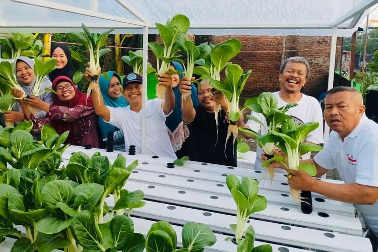 Dari Lahan Sempit ke Gerakan Besar, Kampung Hidroponik Surabaya Menanam Harapan