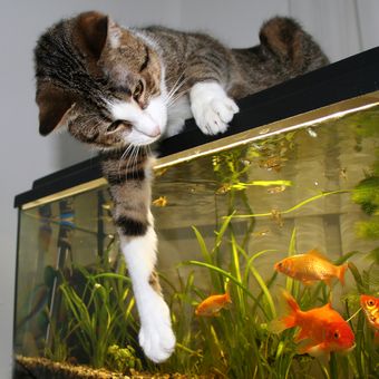 Ilustrasi kucing memperhatikan ikan mas di dalam akuarium.
