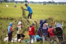 Survei Litbang "Kompas": 64,2 Persen Responden Anggap Petani Beras Indonesia Masih Miskin