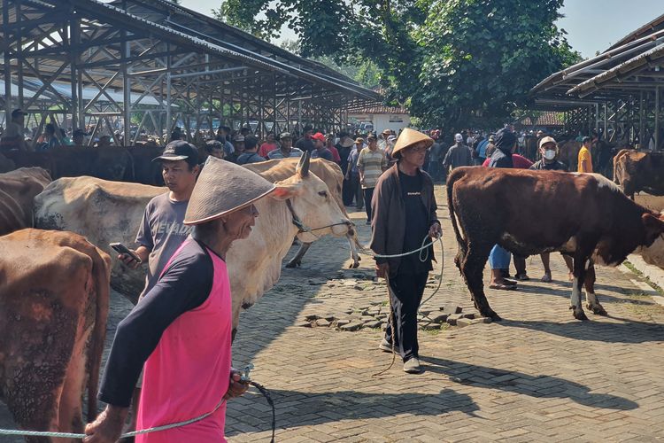 Hewan Kurban Surplus, Bupati Endah Ajak Warga Belanja Sapi dan Kambing di Gunungkidul