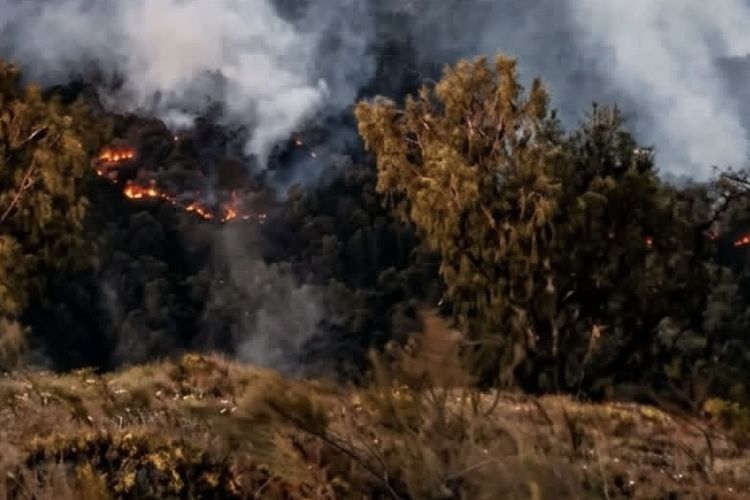 Gunung Arjuno-Welirang Ditutup akibat Kebakaran, 3 Tim Dikerahkan Padamkan Api