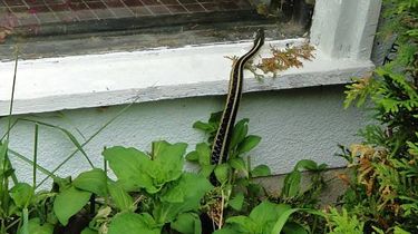 Waspada, Ini 5 Tempat yang Sering Jadi Persembunyian Ular di Rumah