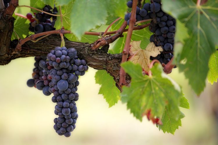 Anggur adalah contoh tumbuhan liana.