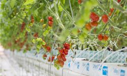 Dampak CO2 pada Pangan, Nutrisi Hilang dan Kalori Bertambah