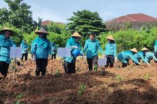 Harga Cabai Melonjak, Warga Jakut Tanam Bibit di 70 Tempat