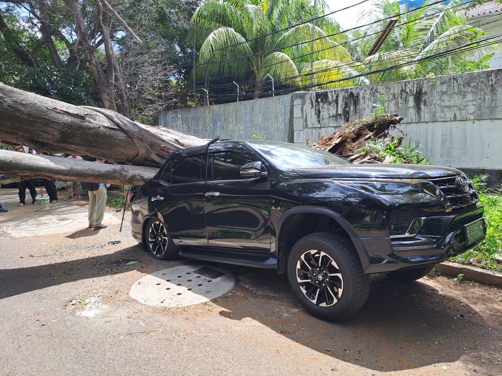 Toyota Fortuner Ringsek Tertimpa Pohon Tumbang Saat Parkir