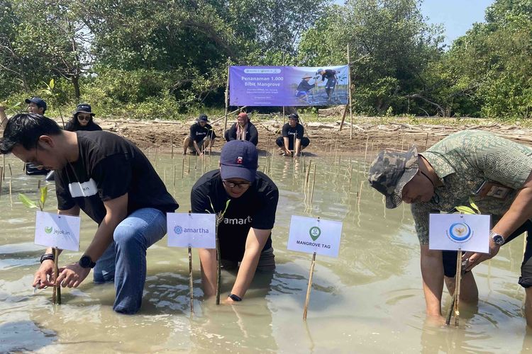 PT Amartha Mikro Fintek (Amartha) menjalin kolaborasi bersama Jejakin, perusahaan teknologi yang berfokus pada masalah perubahan iklim, melestarikan lingkungan dengan menanam 1.000 bibit pohon mangrove di wilayah pesisir Pantai Morodemak, Kabupaten Demak, Jawa Tengah, Kamis (10/8/2023).