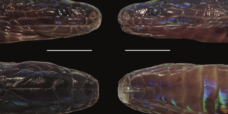 Langka Spesies Baru Ular Warna Warni Ditemukan Di Vietnam Apa Keunikannya Halaman All Kompas Com