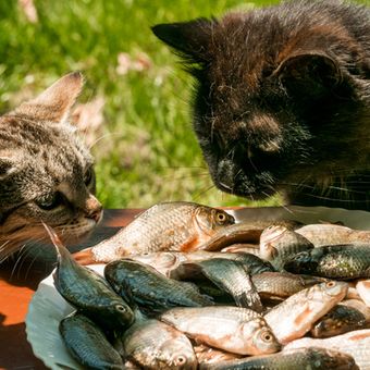 Ilustrasi kucing makan ikan. 