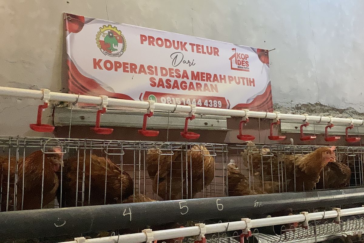 Sebanyak 54 ekor ayam petelur milik Koperasi Merah Putih Desa Sasagaran, Kecamatan Kebonpedes, Kabupaten Sukabumi, Jawa Barat dengan kapasitas produksi mencapai 3 Kg per hari.