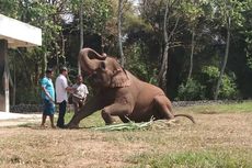 Bak Keluarga, Haru Sang Pawang Berpisah dengan Gajah-gajah Candi Borobudur