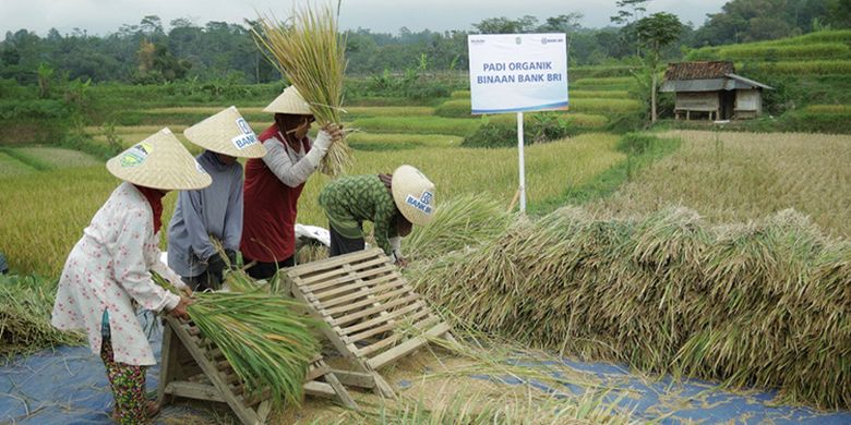 Selama Pandemi, BRI Salurkan Rp 161 Triliun Kredit Mikro untuk Sektor Pertanian - Vimarsana News