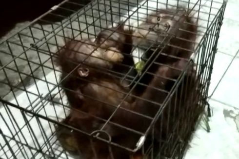 Tiga Bayi Orangutan Ditemukan dalam Kardus di Pekanbaru, Diserahkan ke BBKSDA Riau