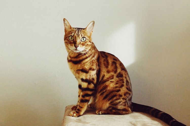 5 Tips Sederhana Merawat Ras Kucing Bengal