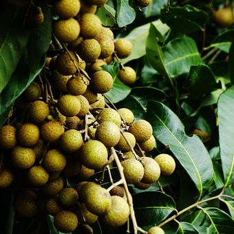 Ilustrasi pohon kelengkeng, buah kelengkeng. 
