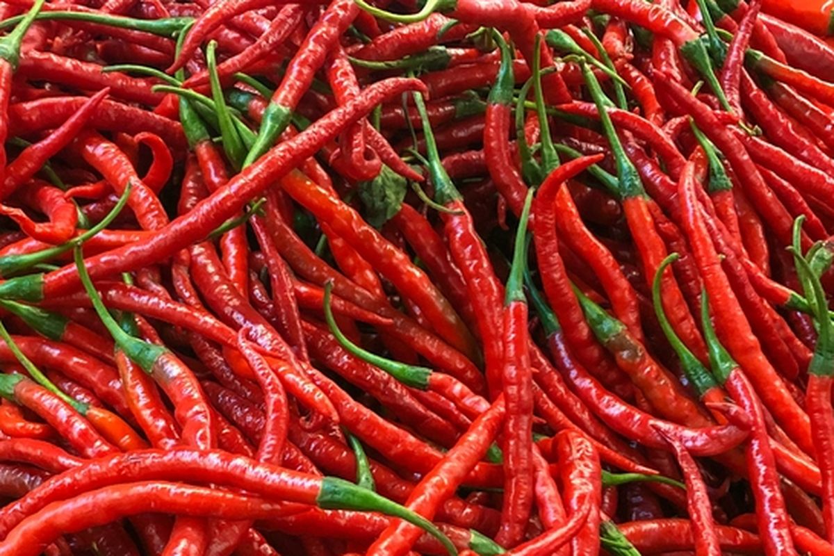 Ilustrasi cabai merah keriting.