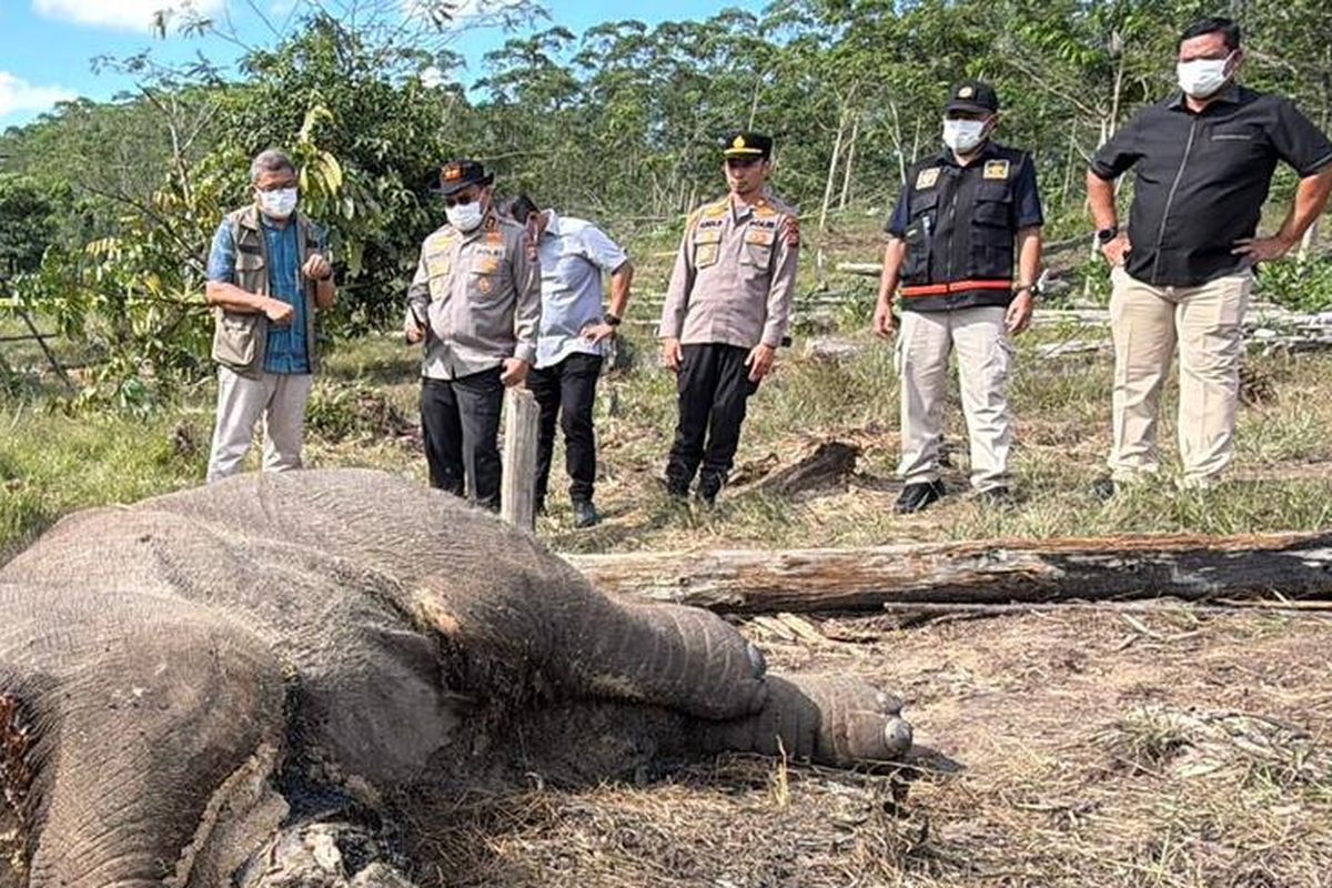 Kapolda Riau bersama BBKSDA Riau saat mengecek kondisi anak gajah yang mati di kawasan TNTN, Kabupaten Pelalawan, Riau, Kamis (26/2/2026).