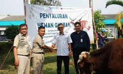 Rayakan Idul Adha 1444 H, Antam Salurkan 207 Hewan Kurban di Seluruh Wilayah Operasi