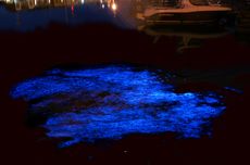 Noctiluca Scintillans, Organisme yang Membuat Laut Malam Berkilauan