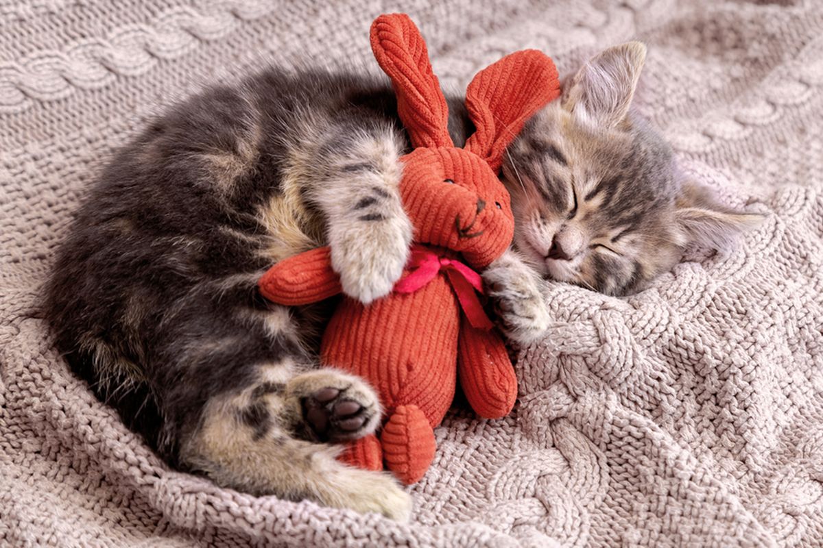 Ilustrasi kucing tidur dengan selimut selama cuaca dingin.