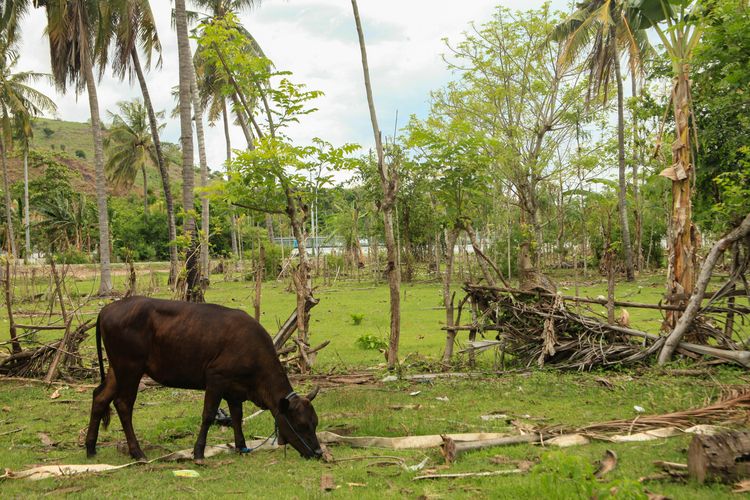 Sapi di tengah Sirkuit Mandalika. Sapi tersebut merupakan hewan ternak milik warga Dusun Bunut yang masih bertahan di tengah Sirkuit Mandalika.