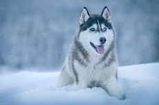 7 Ras Anjing yang Penampilannya Mirip Siberian Husky