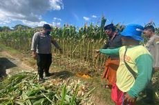 Dua Petani di Situbondo Saling Bacok, Awalnya Gara-gara Tanaman Jagung