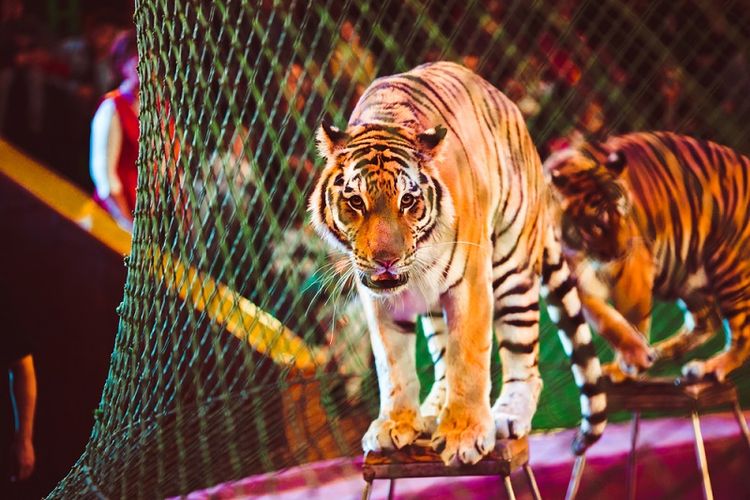 Ilustrasi harimau sirkus.