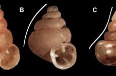 Siput Mikro Berbentuk Unik Ini Dinamai Picasso