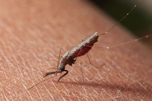 Mengenal 4 Ciri-ciri Nyamuk Anopheles Penyebab Malaria