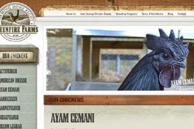 Di Amerika Ayam Cemani Khas Indonesia Dijual Rp 2 6 Juta Per Ekor